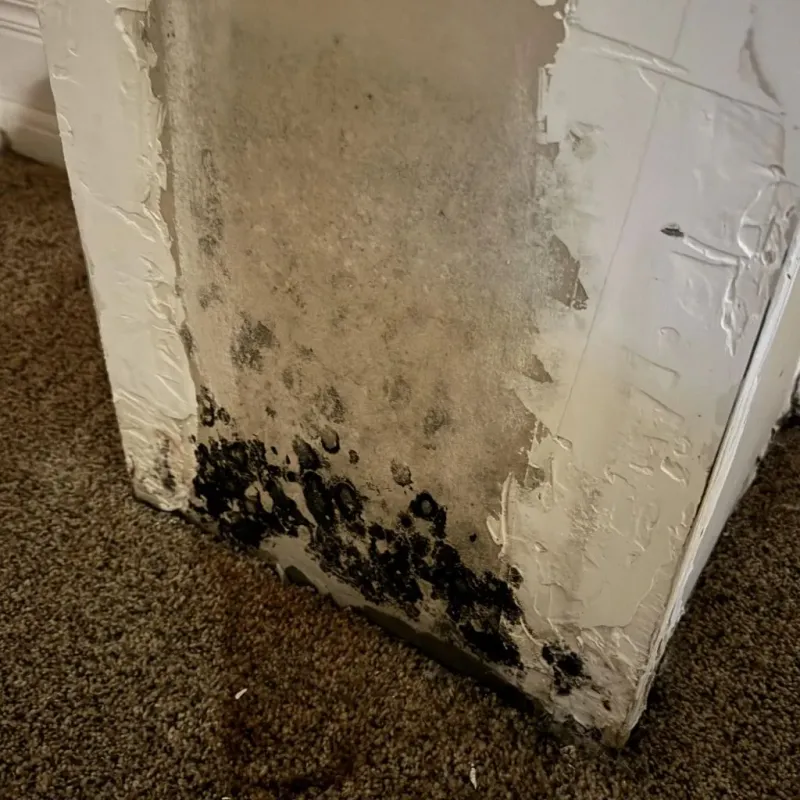 Professional Mold Removal in Minnewaukan, ND